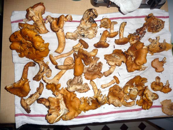 mushrooms, pacific northwest, forest, chantarelle mushroom, Oregon, Washington