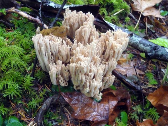 mushrooms, pacific northwest, forest, coral mushroom, Oregon, Washington