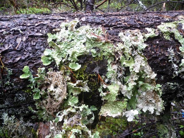 mushrooms, pacific northwest, forest, coral mushroom, Oregon, Washington