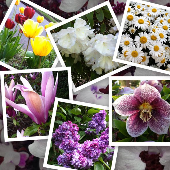 spring-flowers-samples